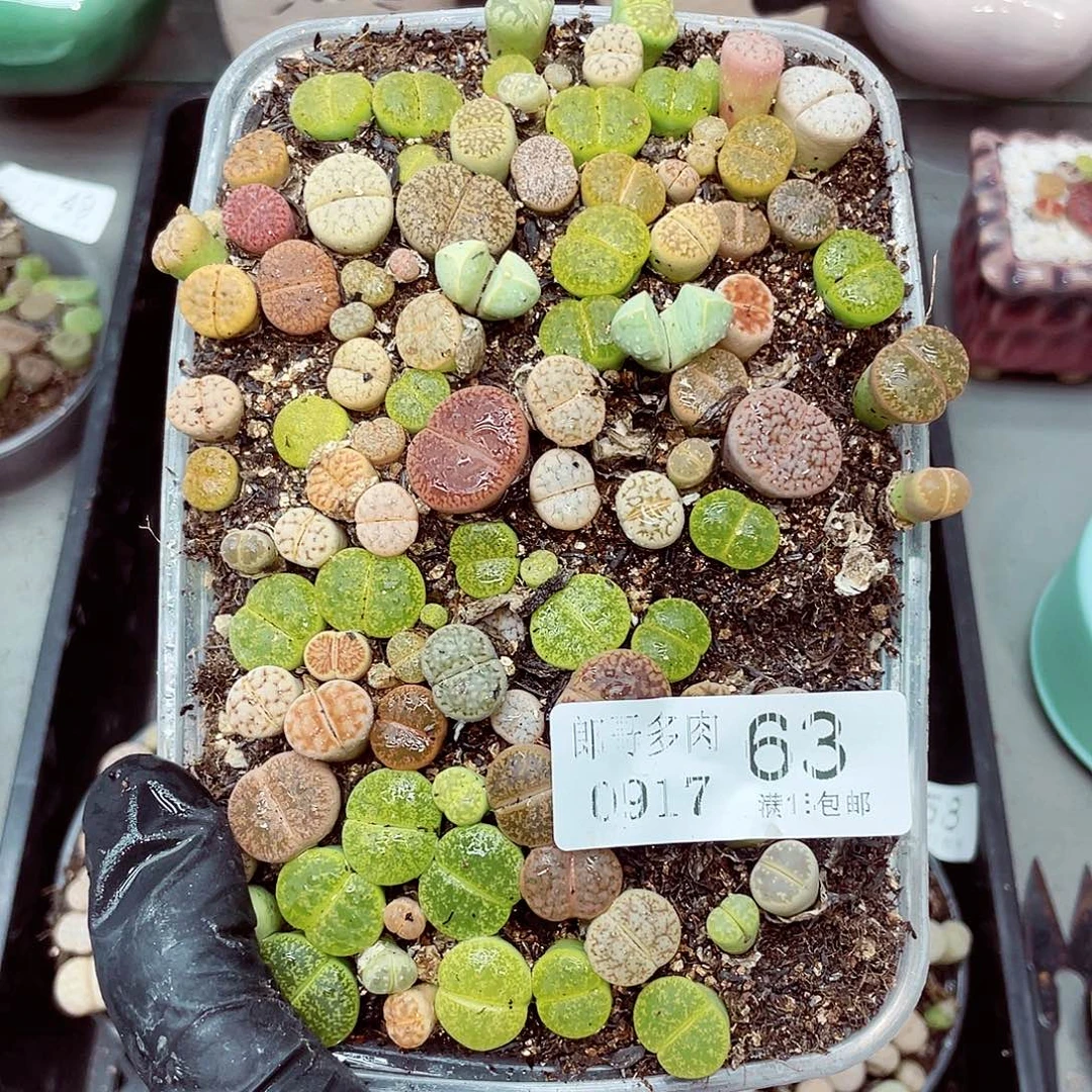 生石花18包邮0917-63