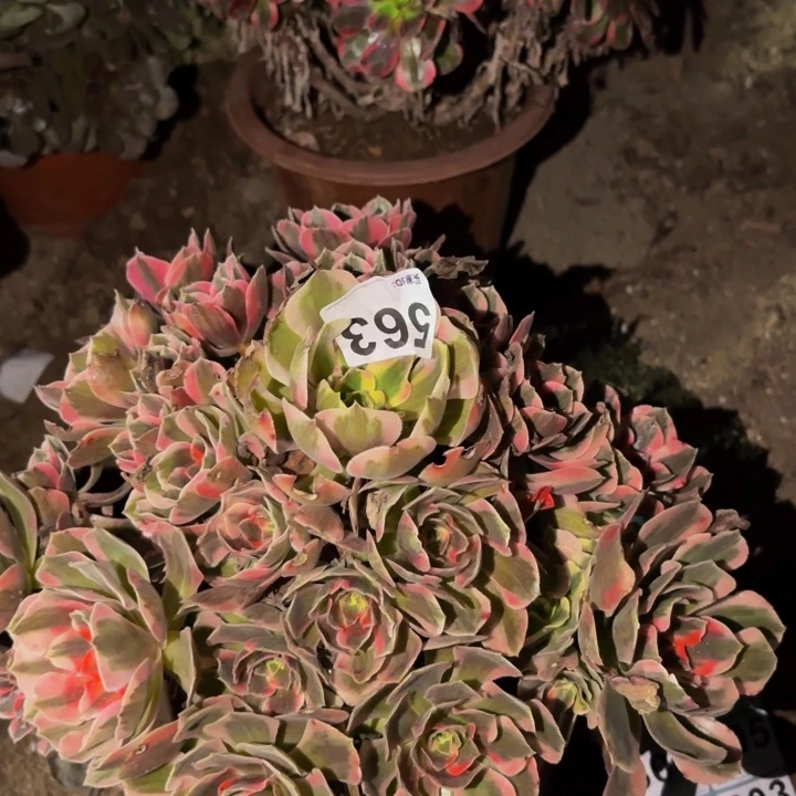 563妖月多肉植物不售后