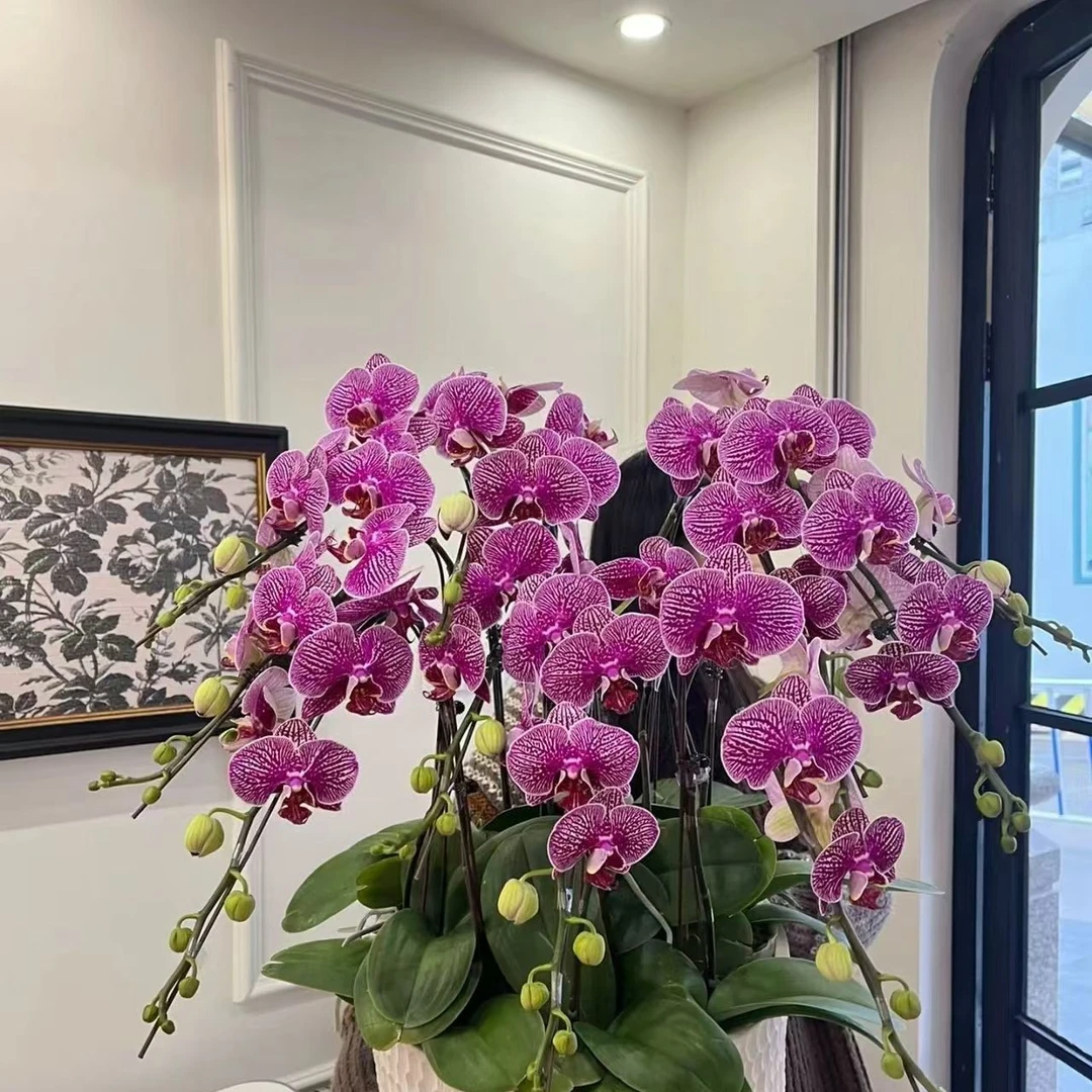 蝴蝶兰【法国斑】带花带花苞