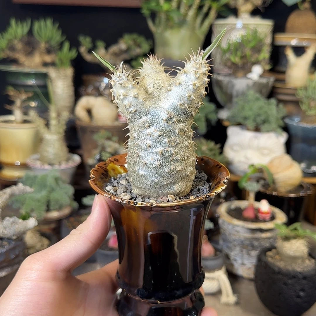 一物一拍象牙宫390