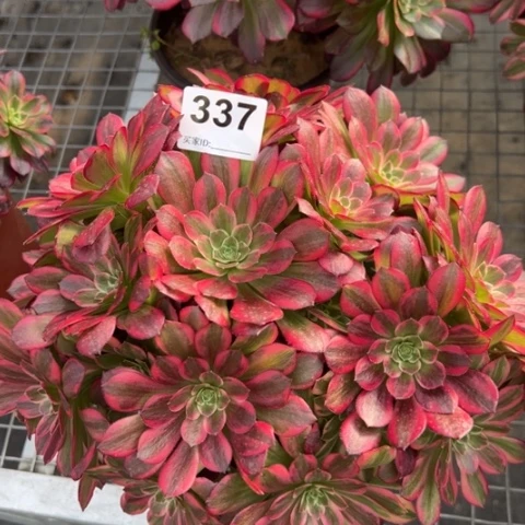 337安娜25厘米左右