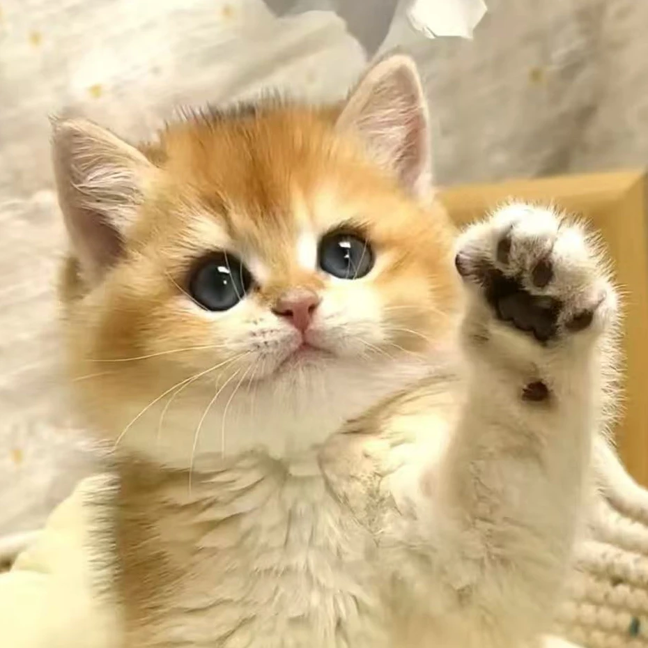 （多米家）猫猫活体