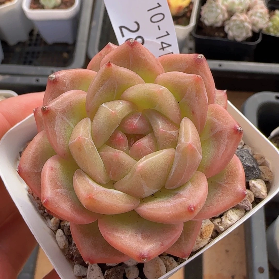 黄钻珍妮单头一颗