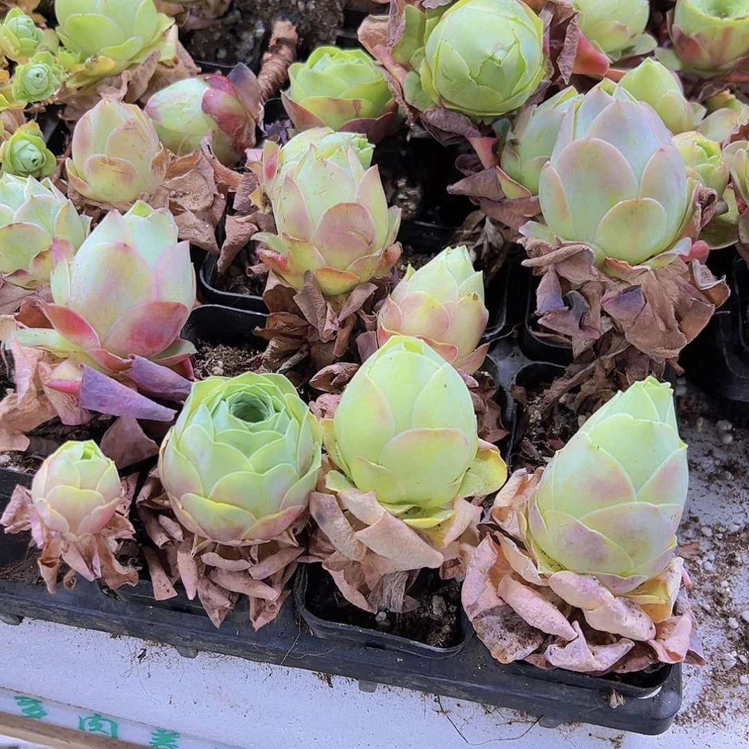 桃帕19包邮多肉植物