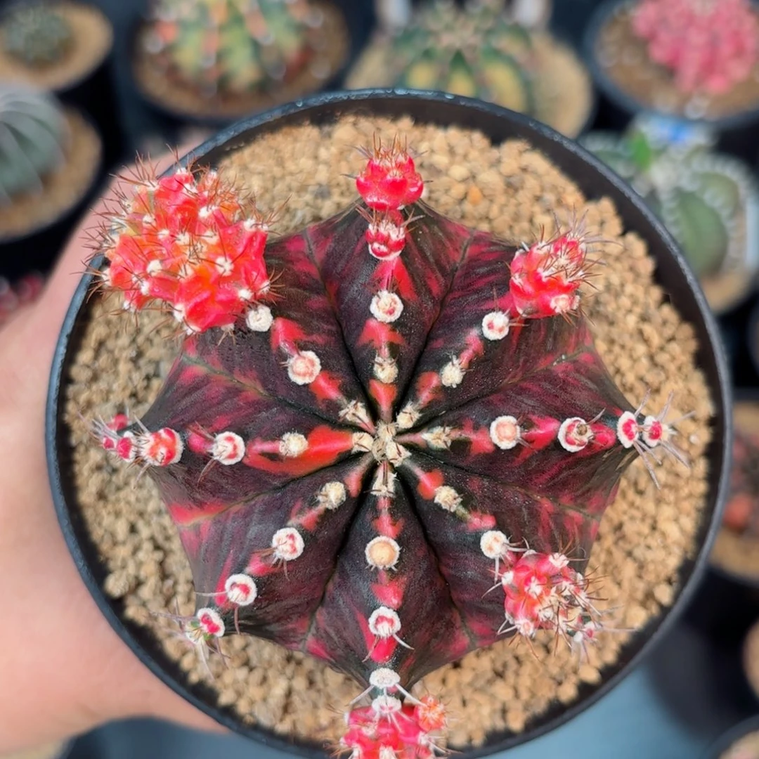 泰系米哈实生仙人球618