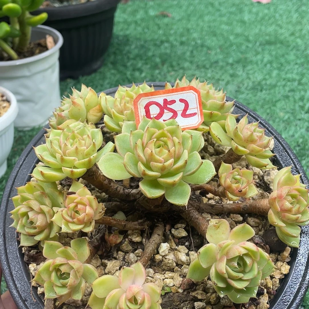 052一物一一拍一拍