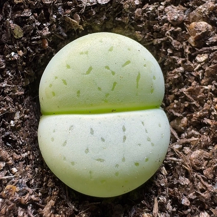 生石花111222。    132