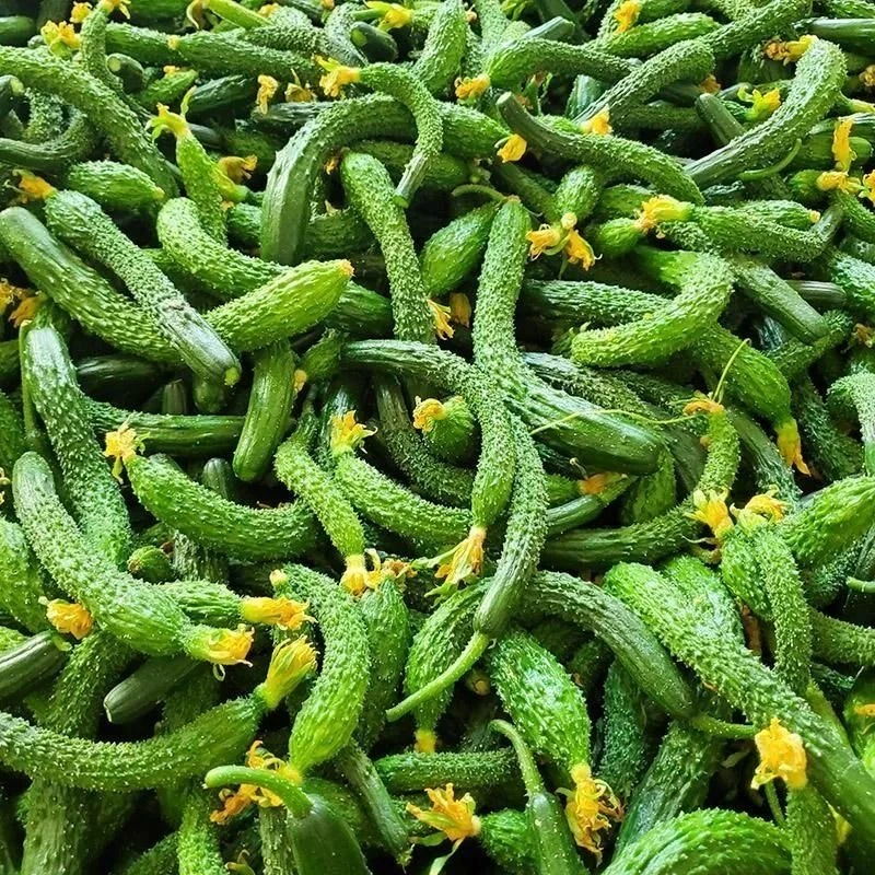【腌咸菜小脆瓜】头茬新鲜黄瓜农家种植老品种黄瓜当季蔬菜蔬菜新鲜