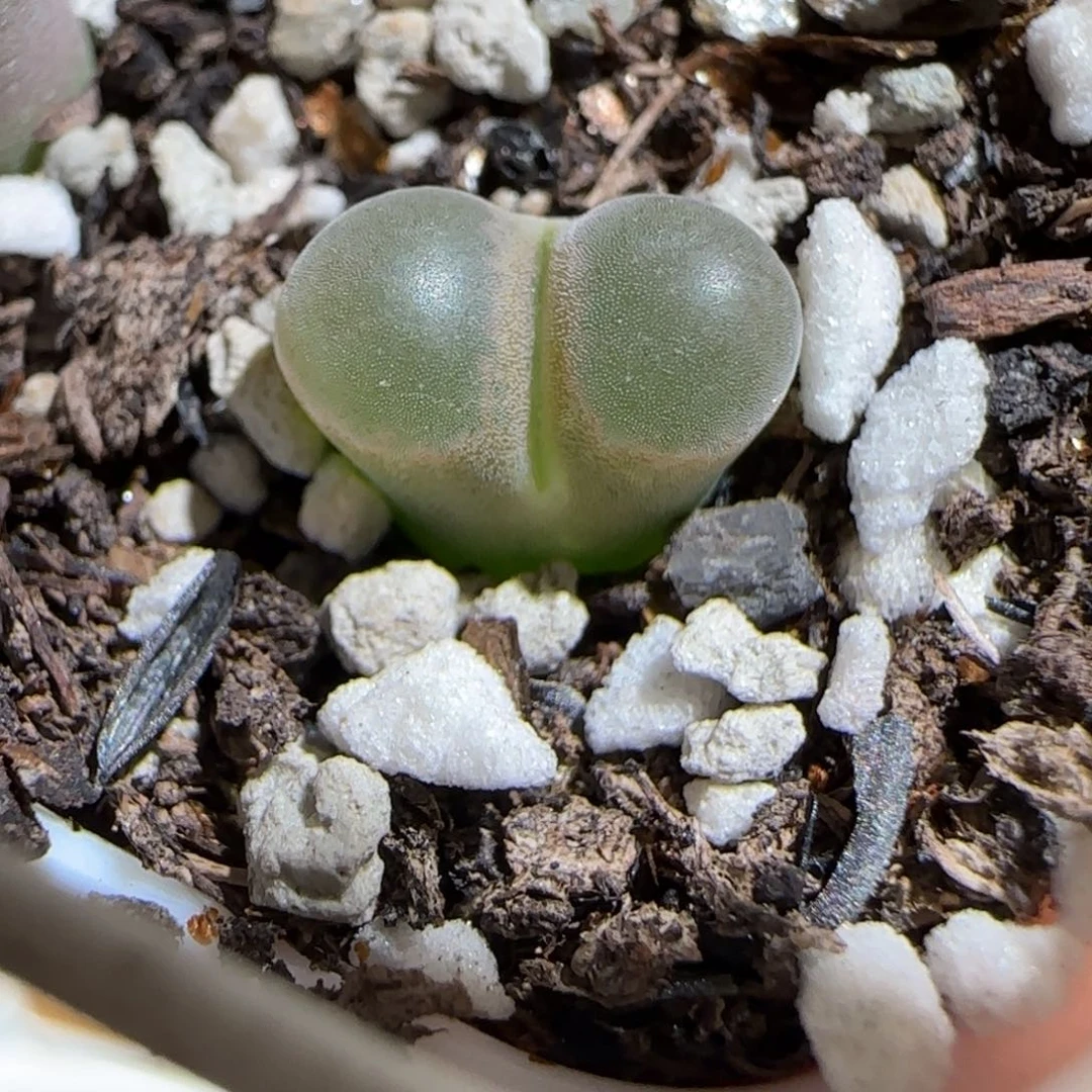 肉锥多肉植物组合-磁铁1307