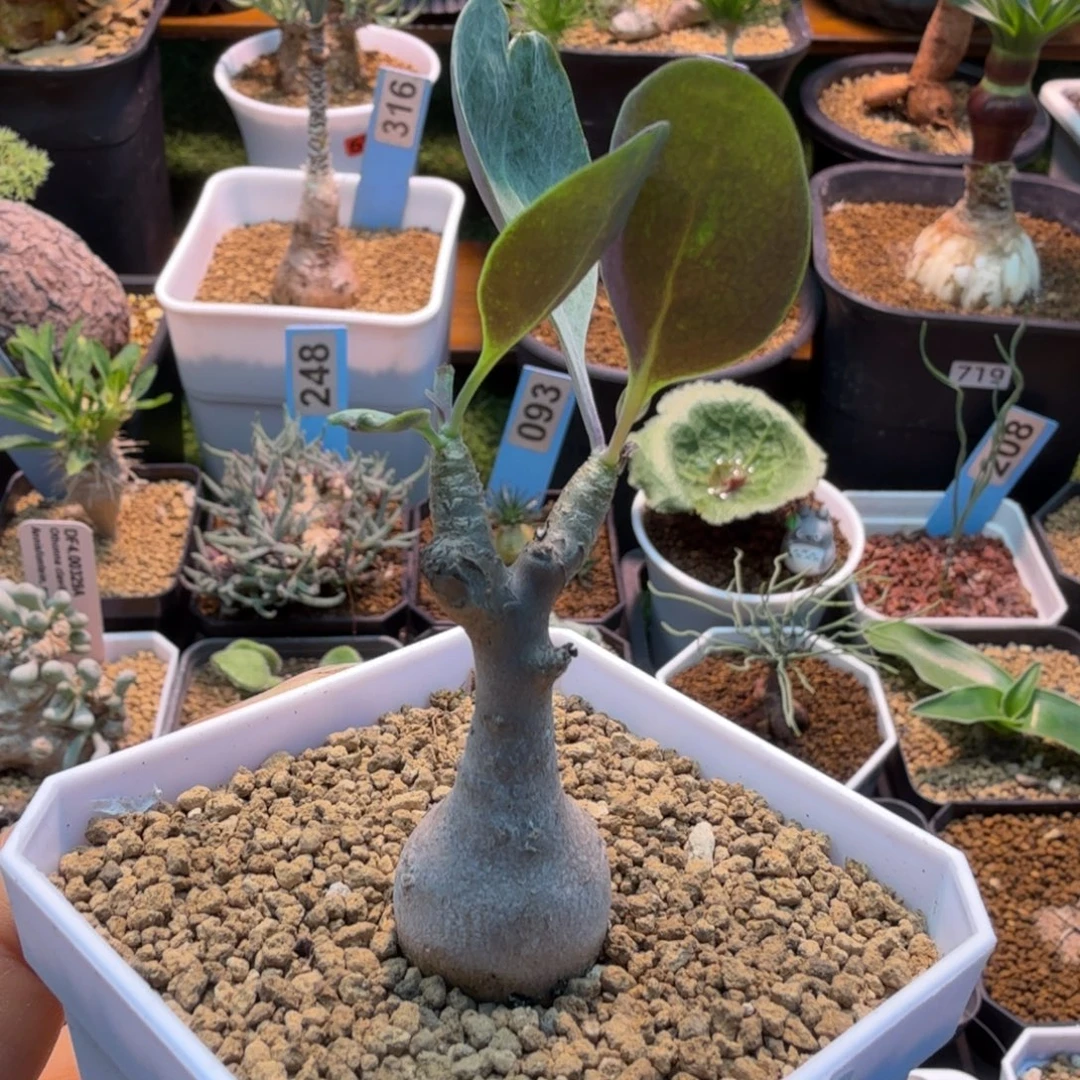 美尻厚墩菊298 仙人球