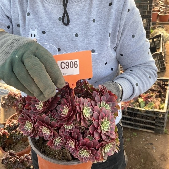 小*水墨画缀化朵朵906