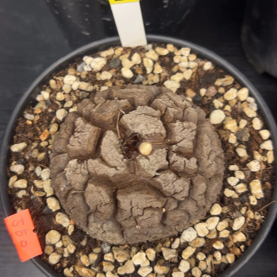 精品盆栽养定龟甲龙24号