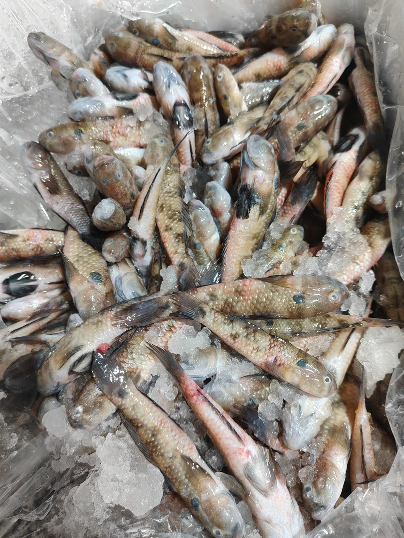 湛江本港  跳跳鱼  4斤  顺丰发货