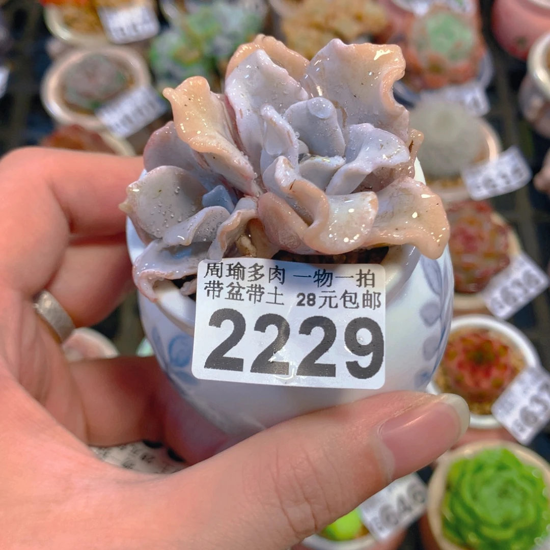5厘米盆精控多肉2229