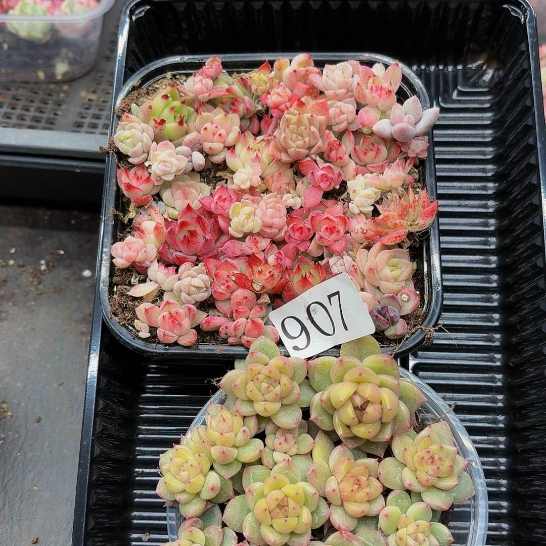 多肉植物多肉植物907