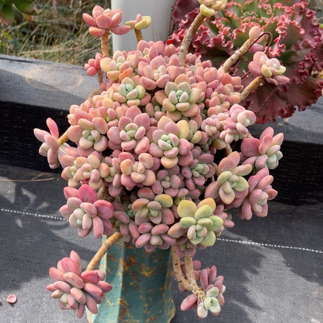 悬崖老桩红洛神福利价