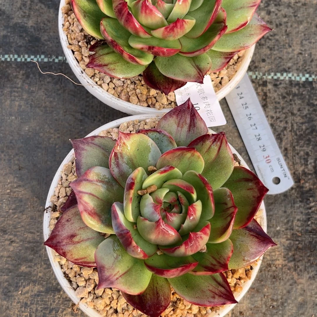 陌*2.8-10惊鸿两个