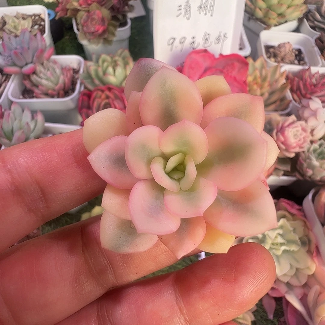 佳***乐多肉植物多肉植物