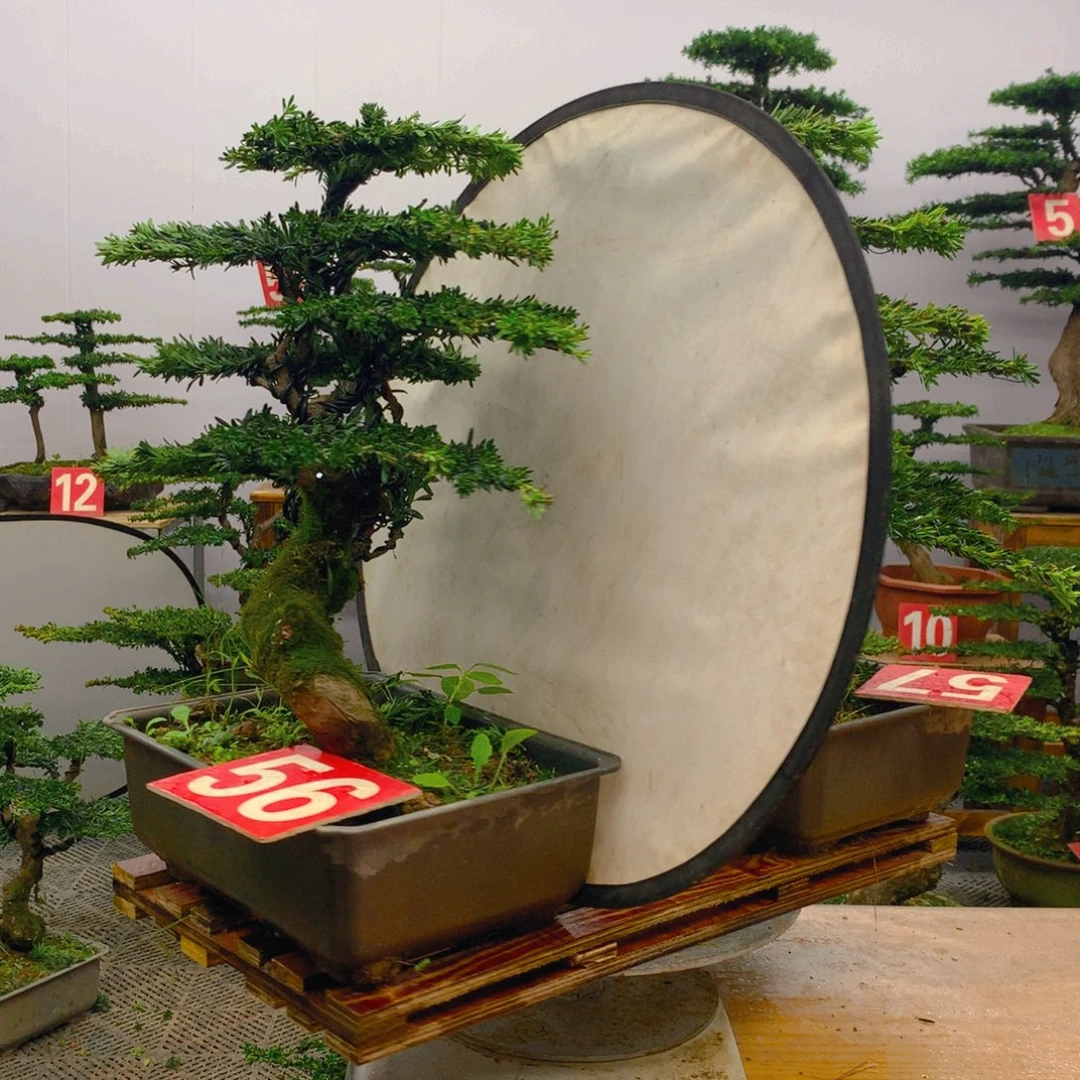 不开花植物罗汉松盆景一对