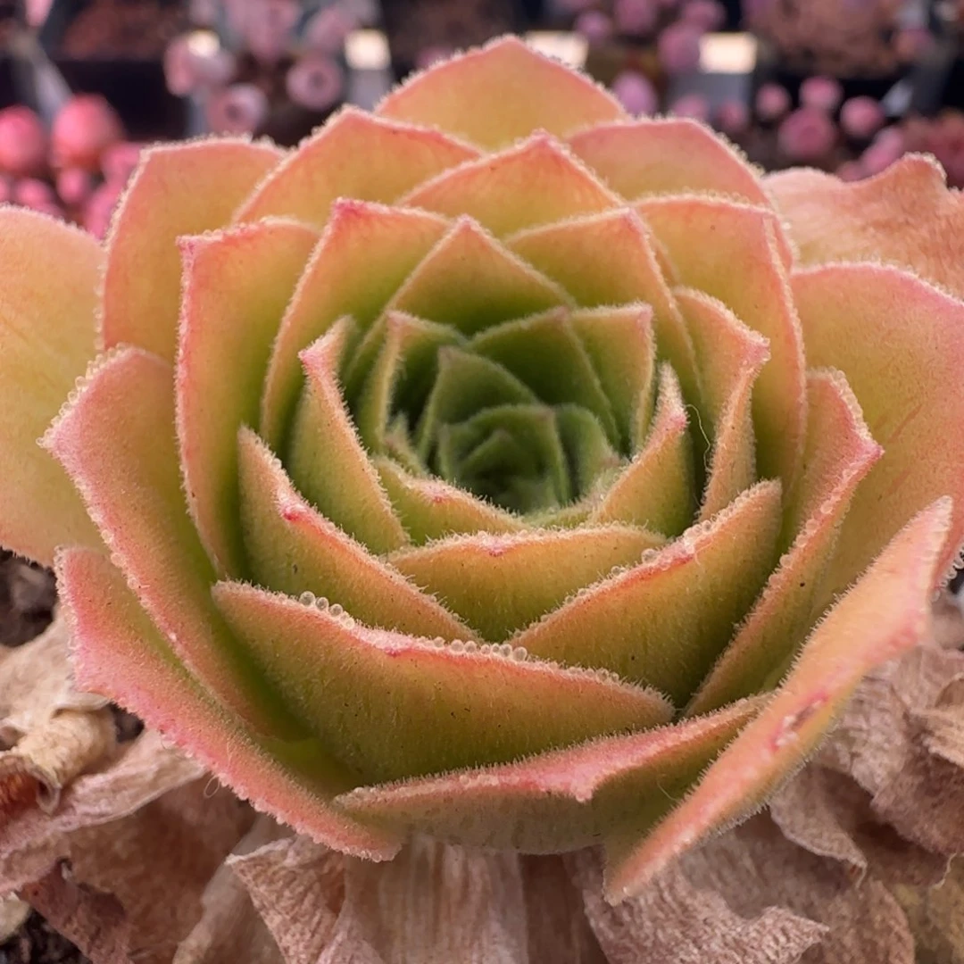 Y943半城玫瑰盃连帕