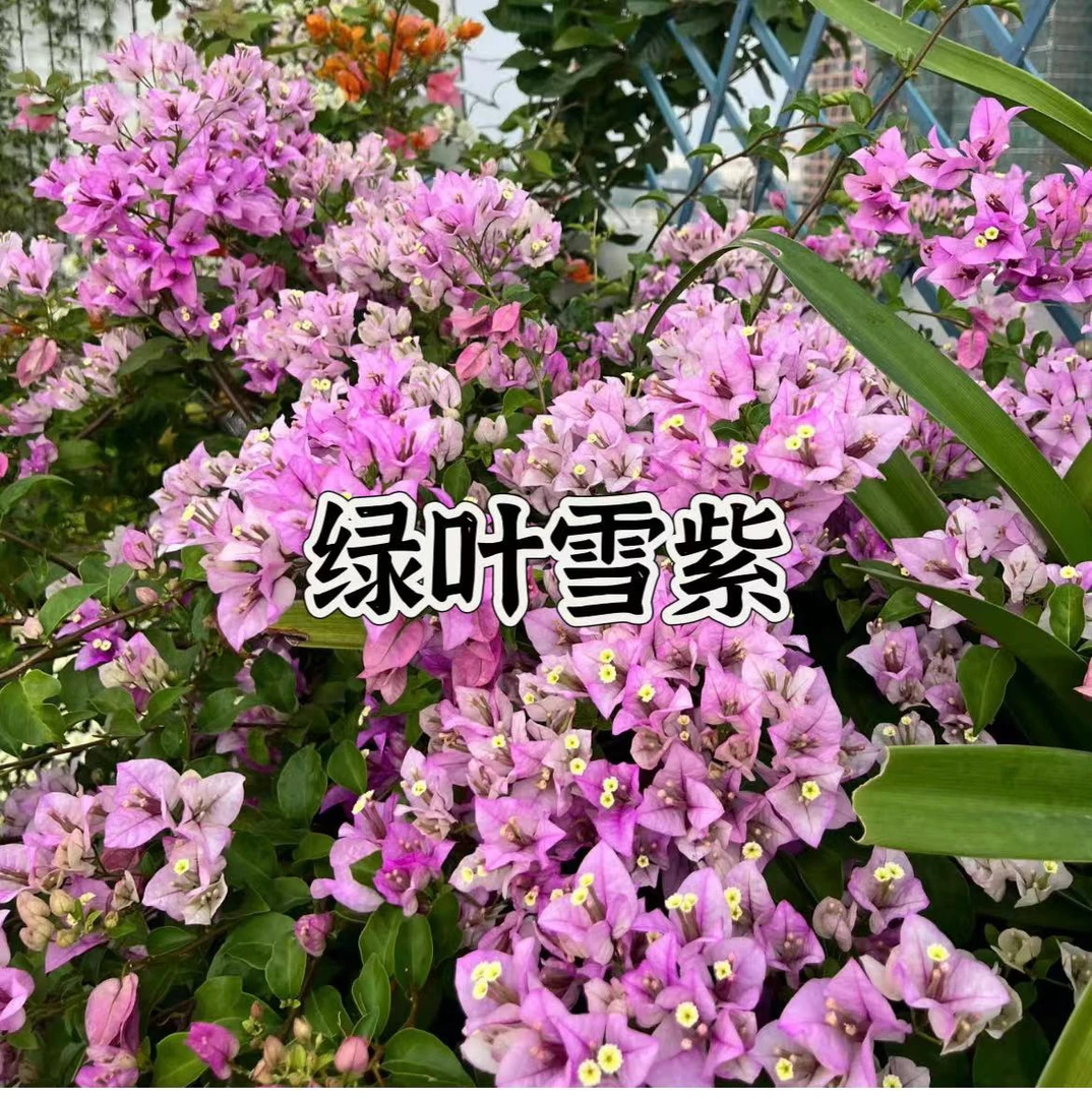 {绿叶雪紫1苗}三角梅四季勤花庭院阳台可爬藤种植好养新手懒人。