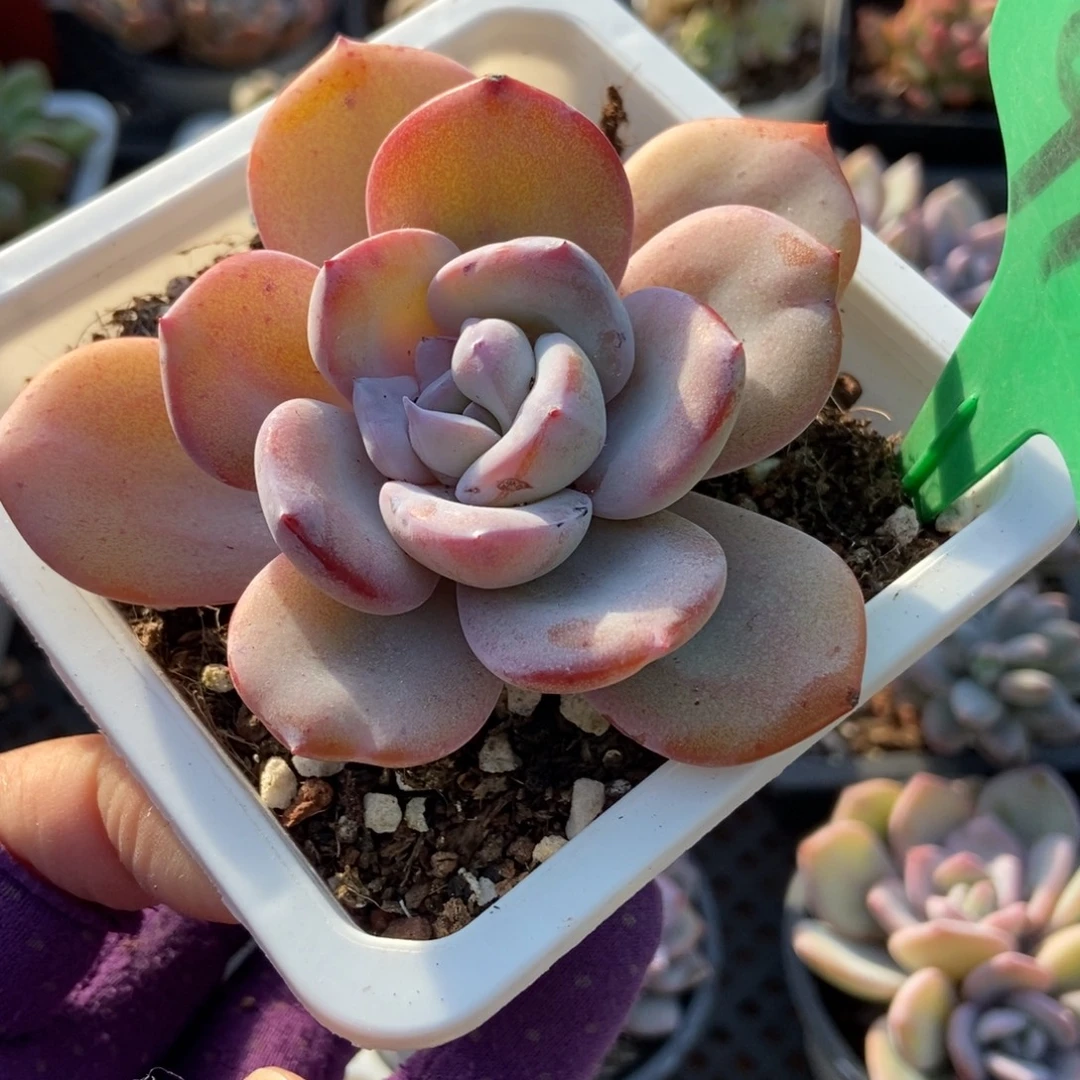 910奶茶多肉植物多肉