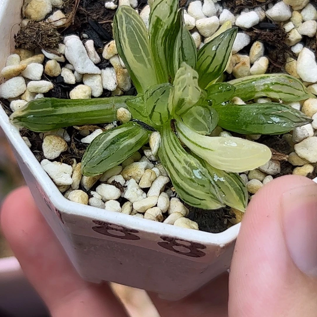 西瓜锦十二卷多肉植物