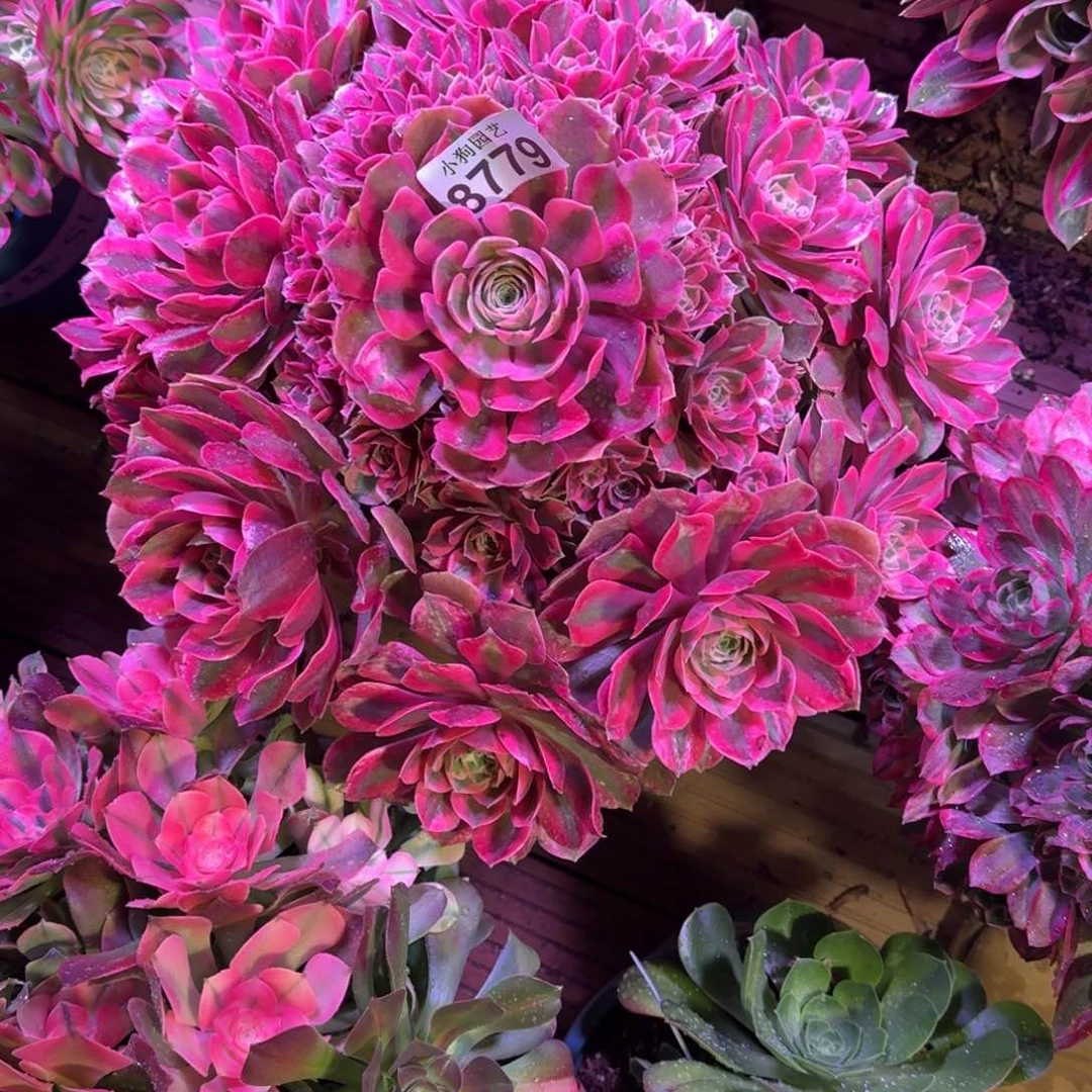 啊*女妖多肉植物8779