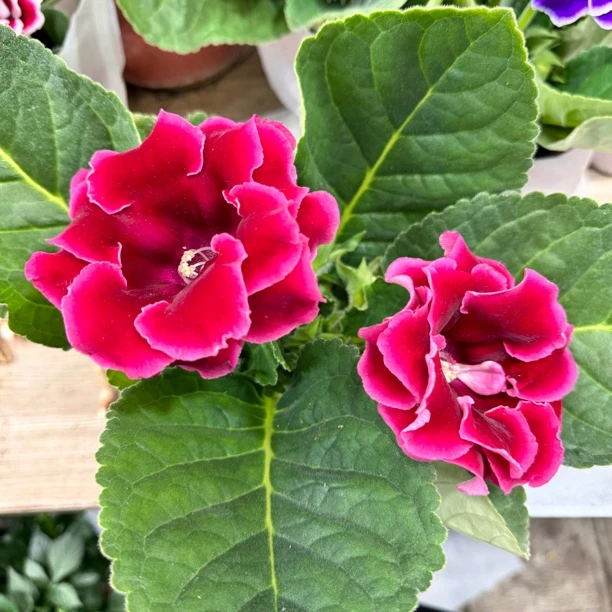 芙蓉花红色带花或带花苞发货