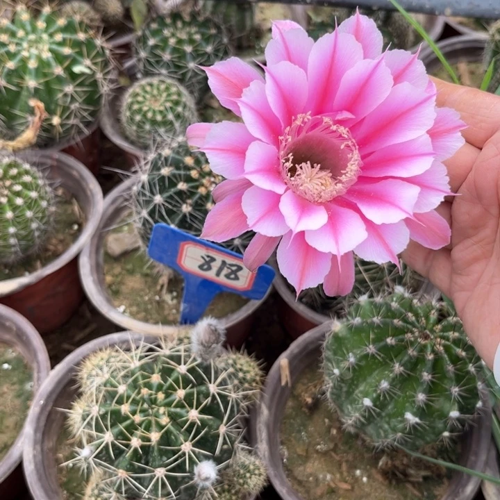 818，实生彩草。。。。。