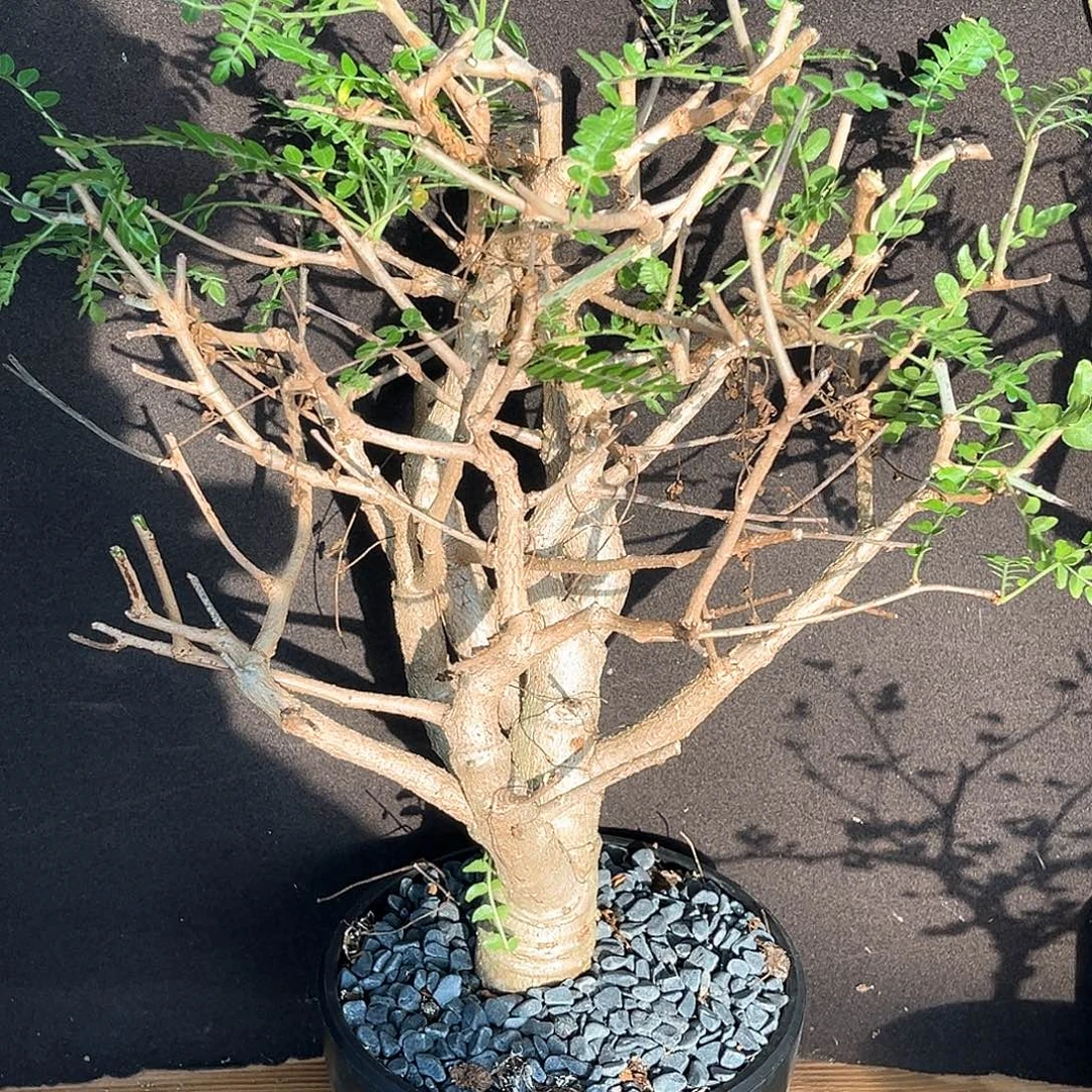 潮流植物尼勒达乳香，树型
