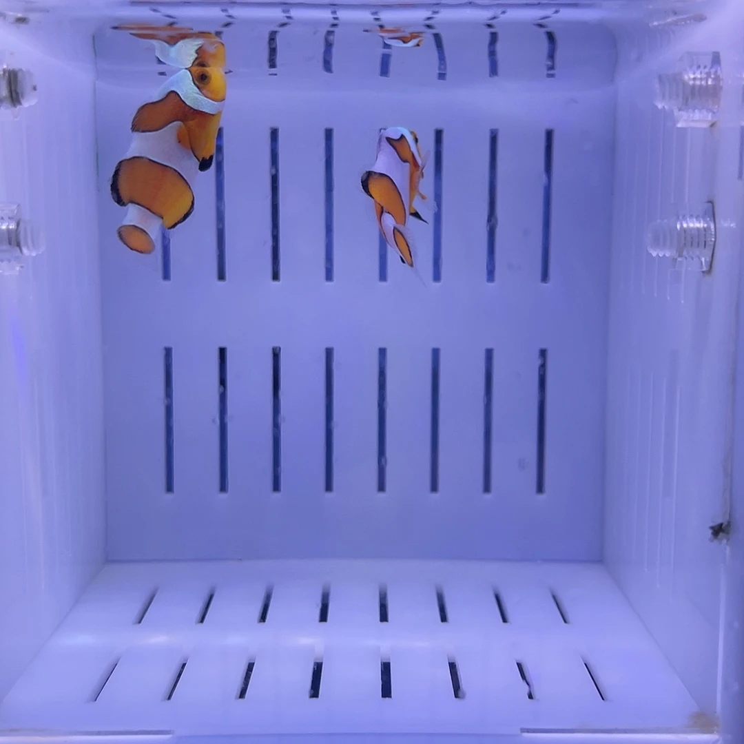海水鱼皇冠公子一对