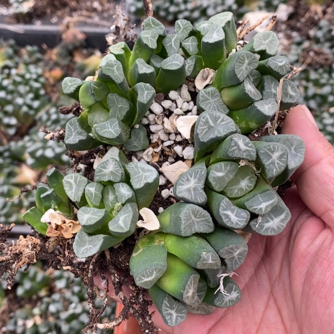 938 一坨八棵万象 超级福利