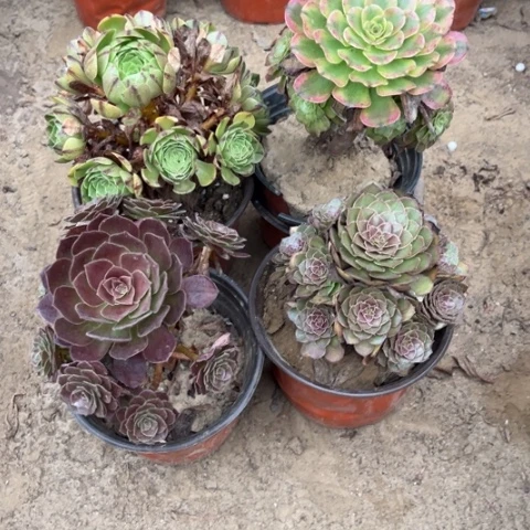 978多肉植物组合，