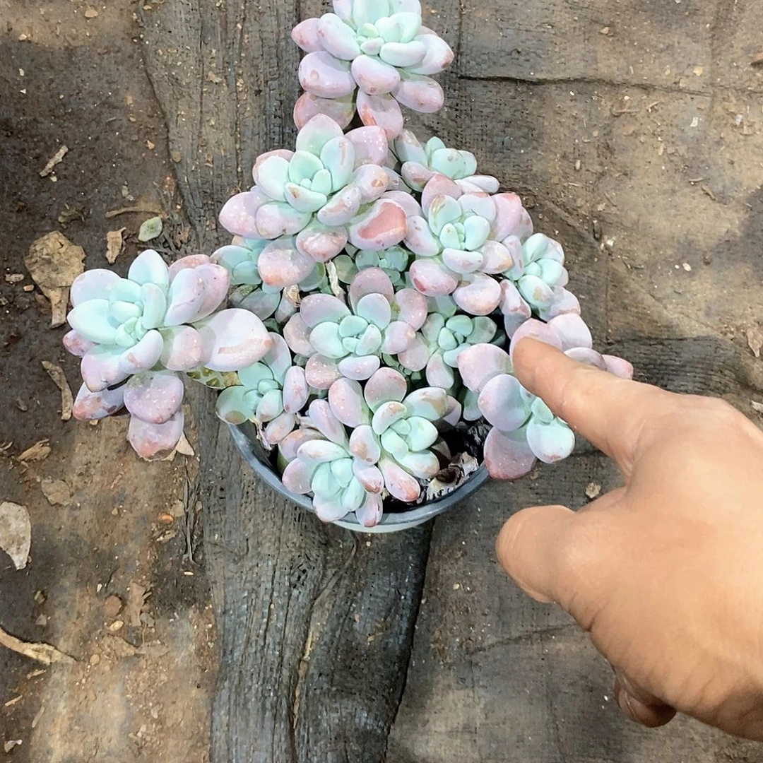 刀***清大红洛神1颗多肉植物