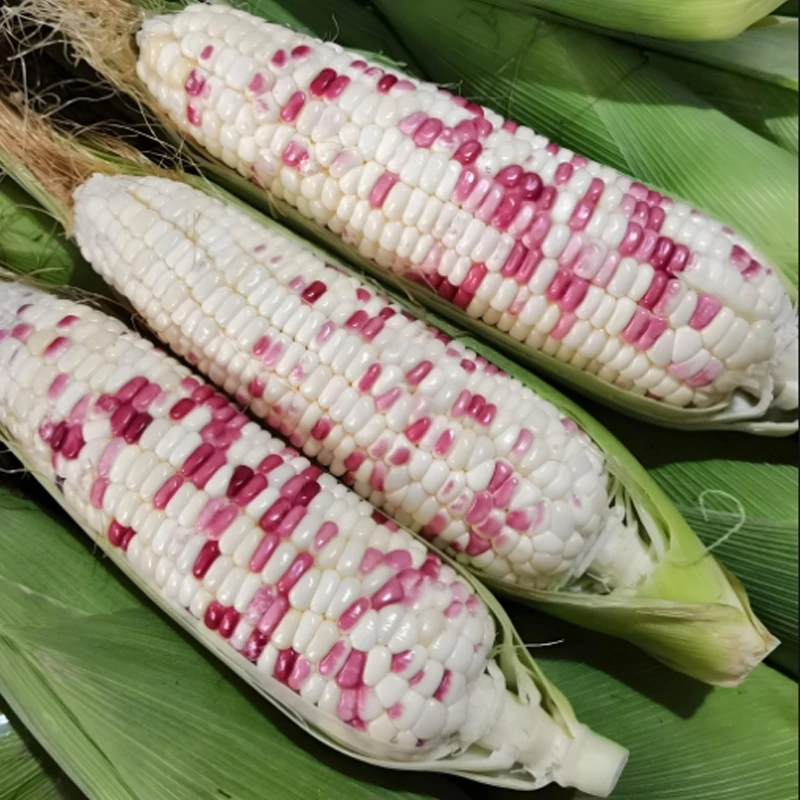 五彩花甜糯玉米新鲜现掰甜糯花玉米北京市