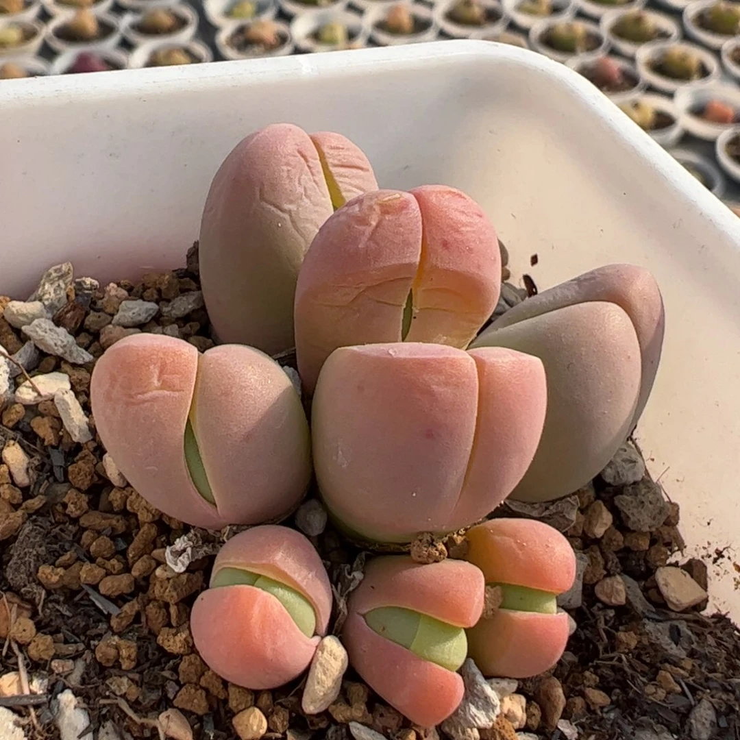 112多肉植物百科