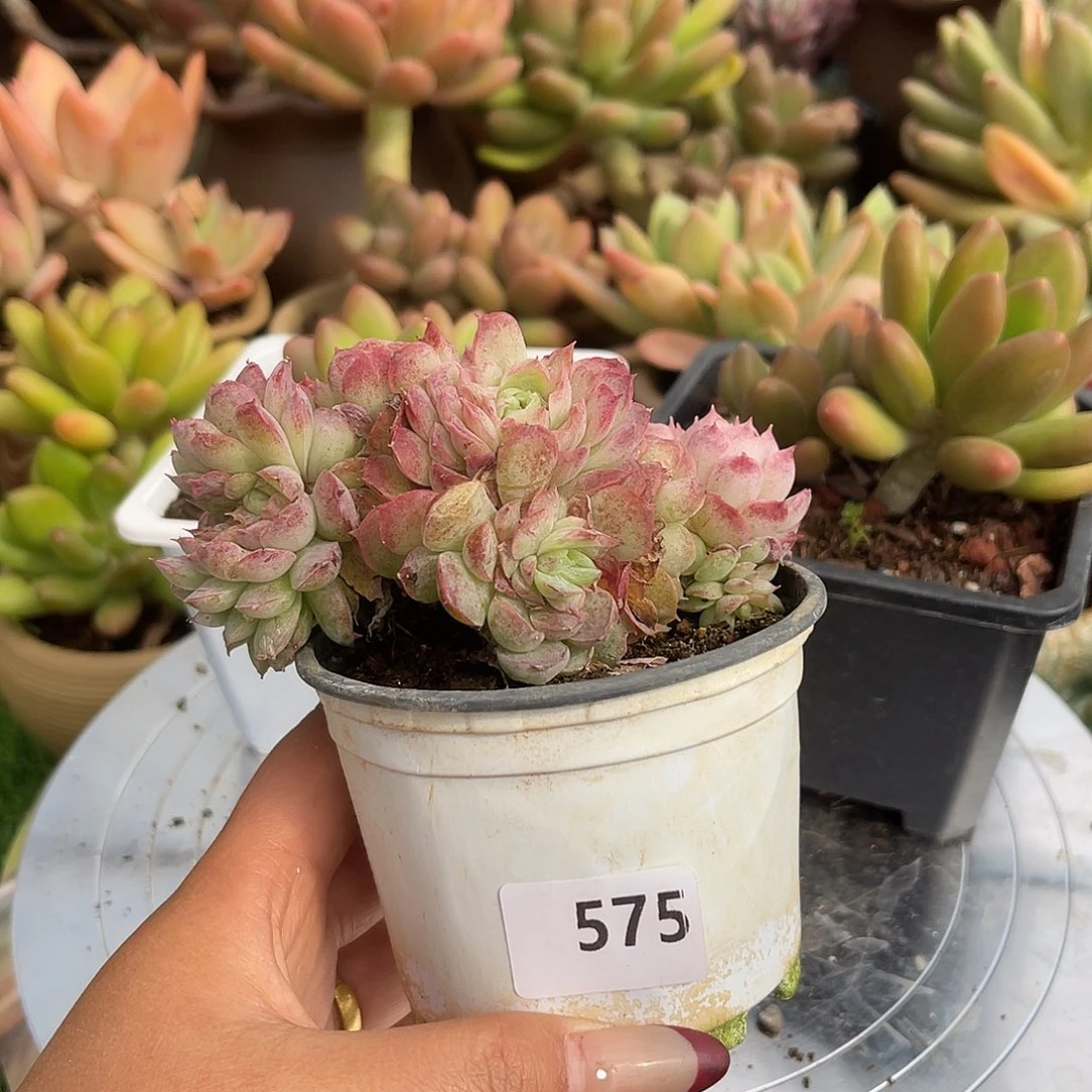 兮*朱砂痣。  575。  11111111