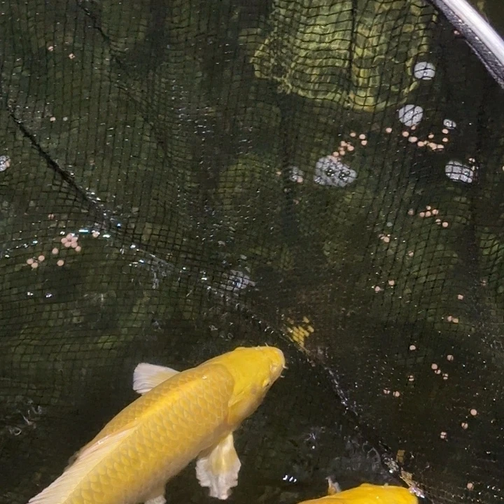 海水赤目芒果黄金