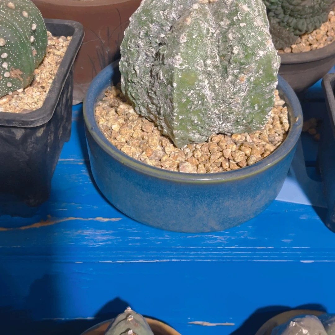 森***＊多肉植物保护研究所所长一个