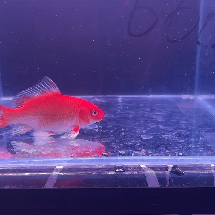 蝴蝶鲤15号蝴蝶鲤
