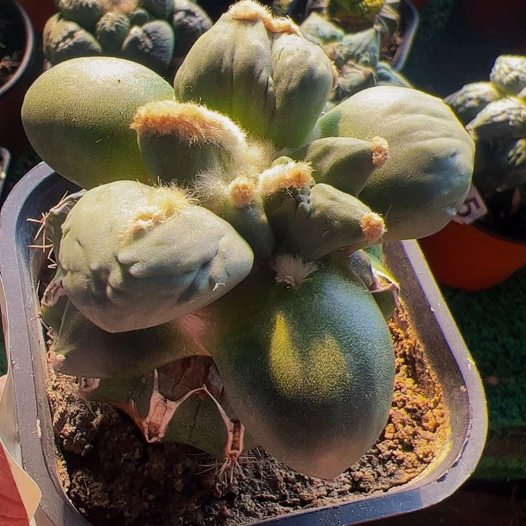 无花朵福利蛋尤怒涛牡丹461