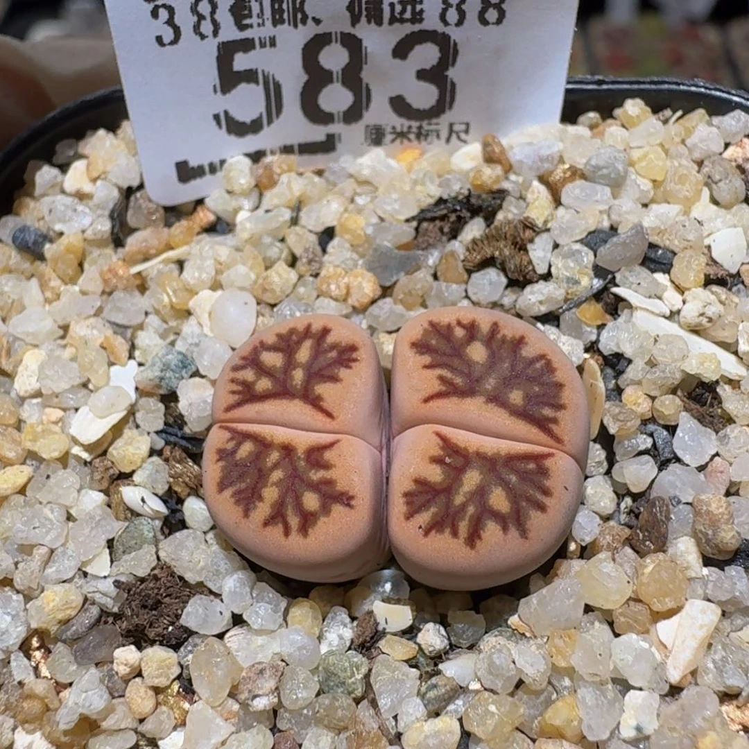 Ssss精品生石花583
