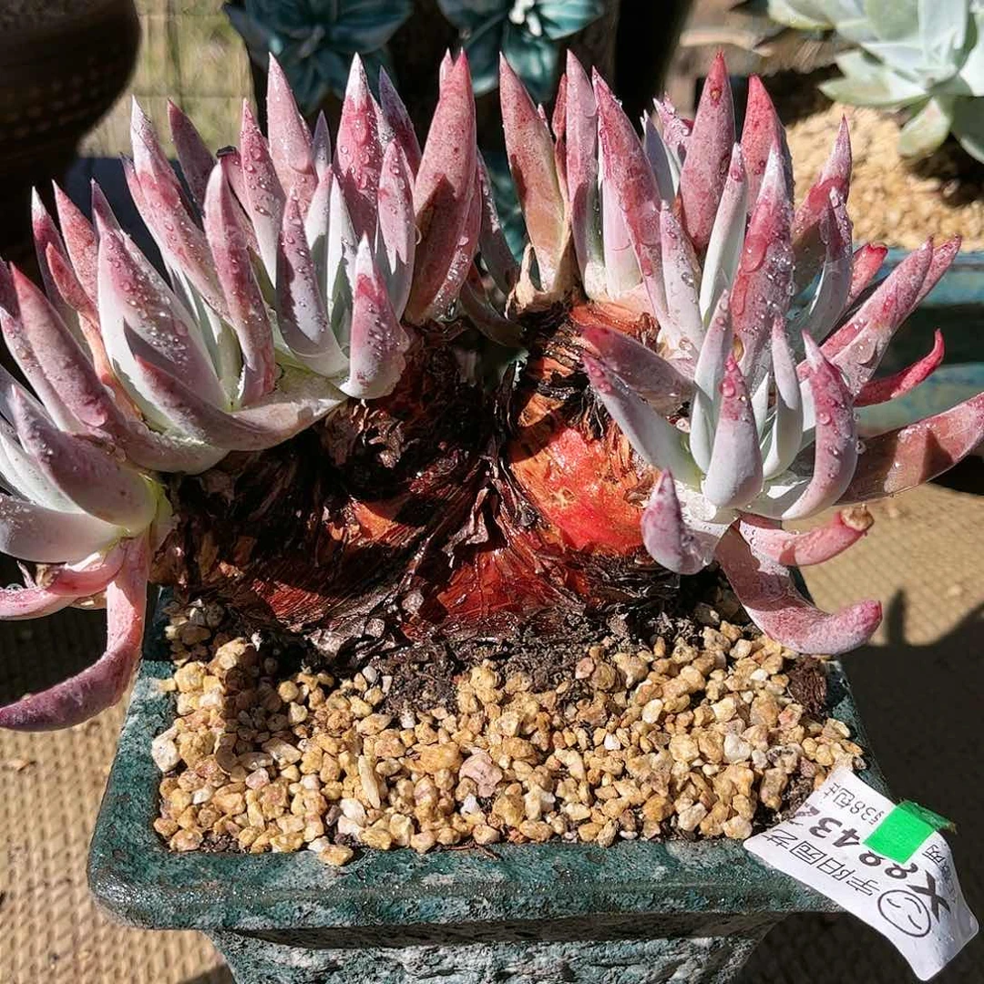 88432海瑟仙女杯多肉