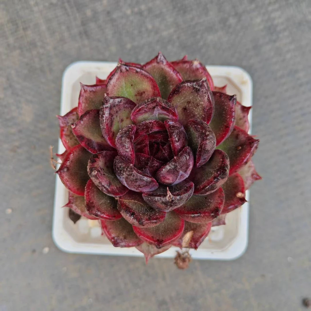 7#玻璃弹珠前男友精品多肉SM0695①