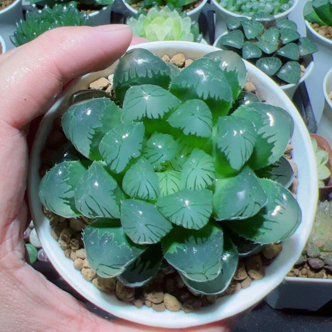 【闪购商品】大头玉露