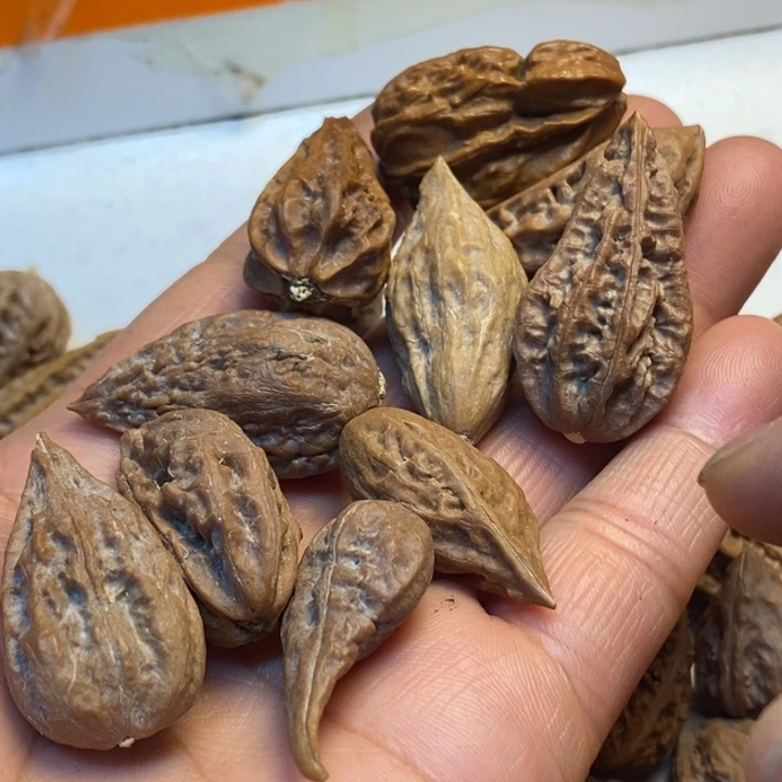 有***梁桃核吊坠娜姐真的14