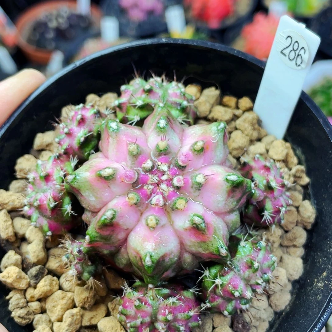 非偏远地区满25包邮仙人球裸根