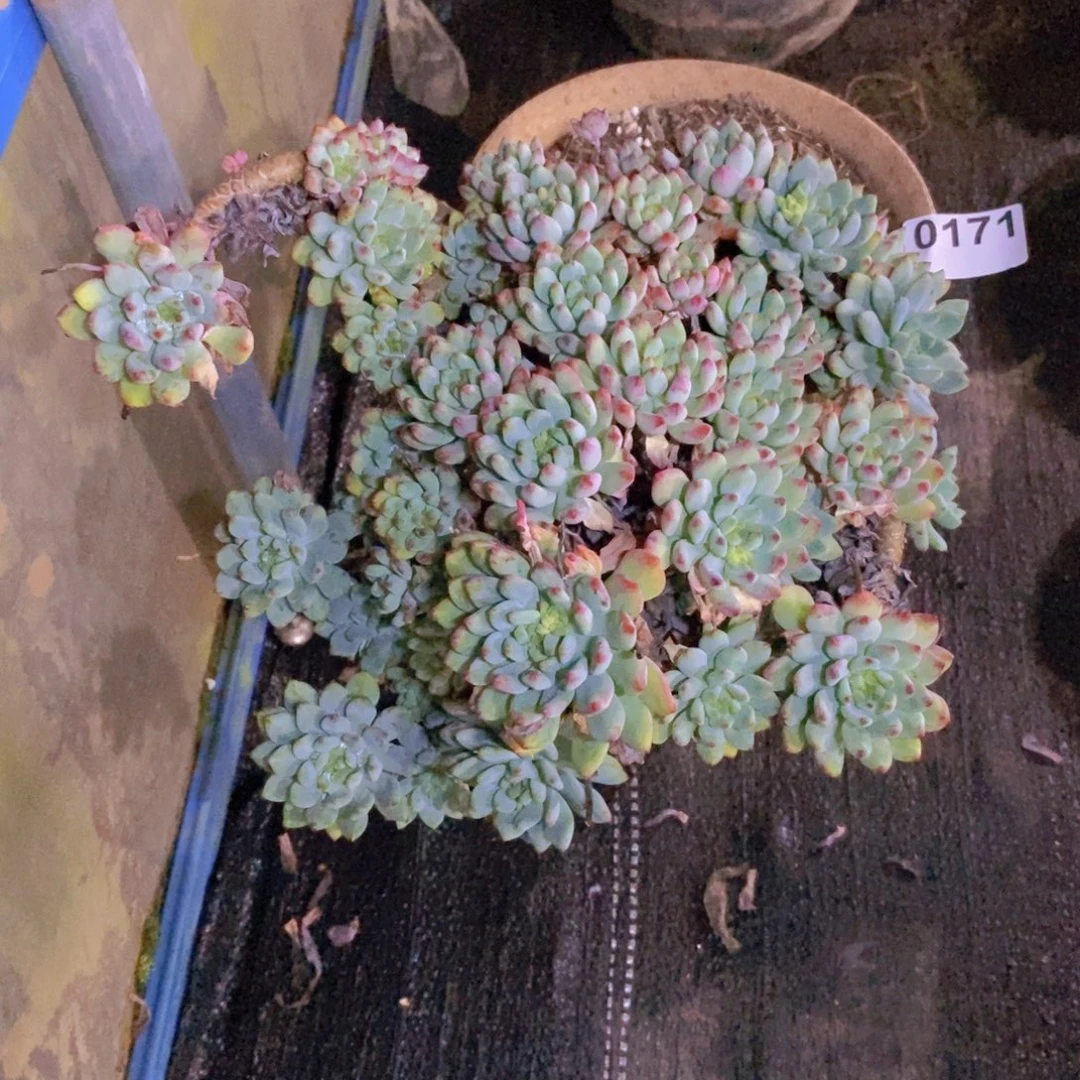 0171蓝苹果一物一拍