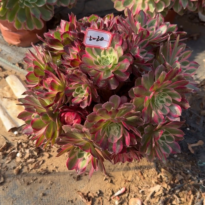 2-20孔雀翎多肉不包售后福利